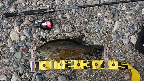 スモールマウスバスの釣果