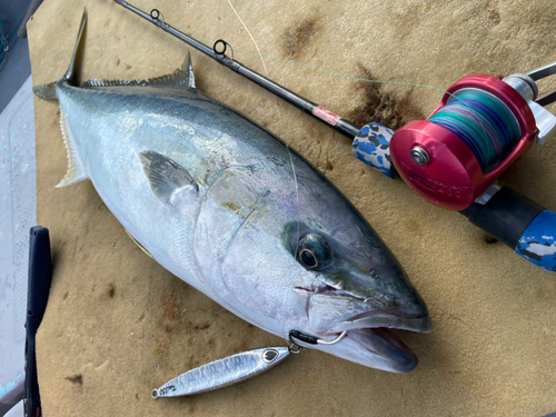 ヒラマサの釣果