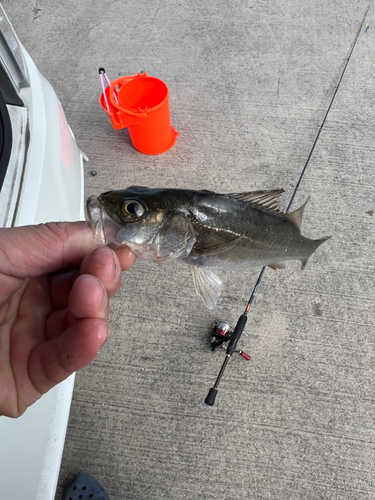 セイゴ（マルスズキ）の釣果