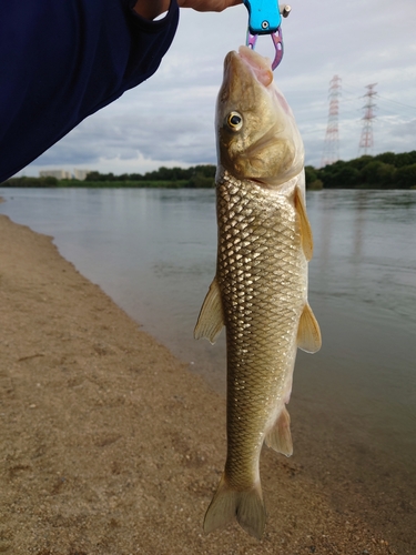 ニゴイの釣果