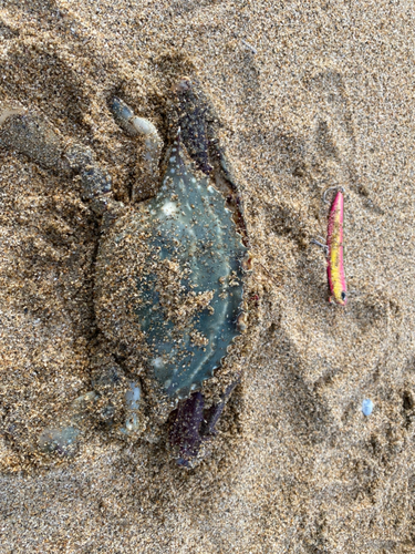 カニの釣果