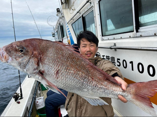 マダイの釣果