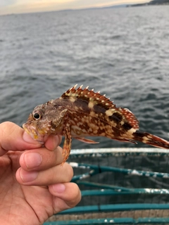 カサゴの釣果