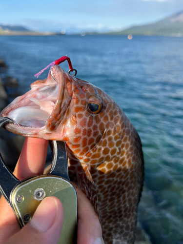 オオモンハタの釣果