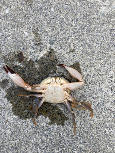 カニの釣果