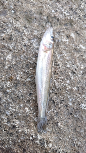 シロギスの釣果