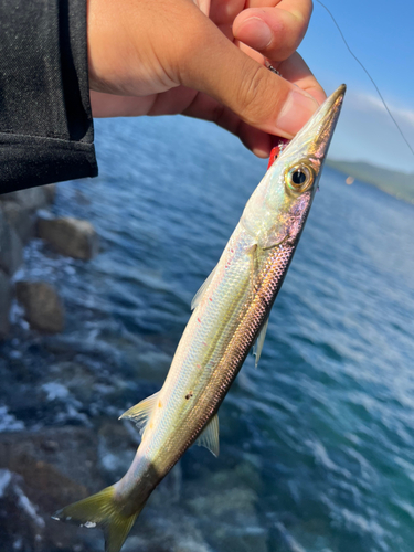 カマスの釣果