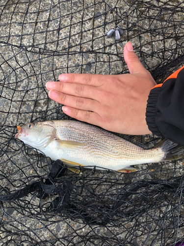 イシモチの釣果