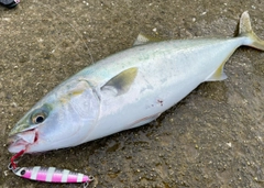 ハマチの釣果