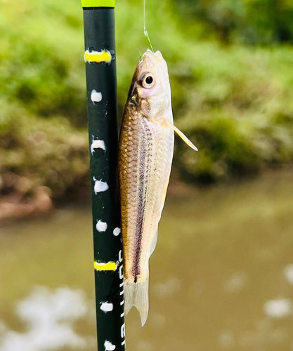 モロコの釣果