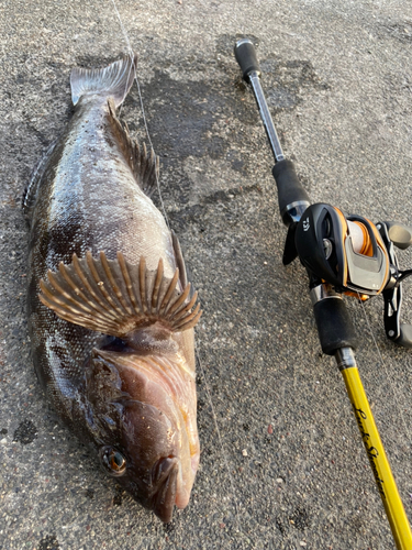 アイナメの釣果