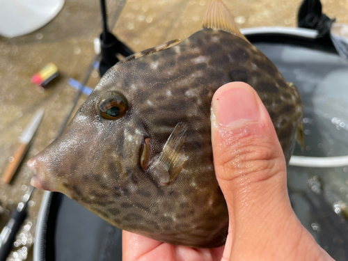 カワハギの釣果