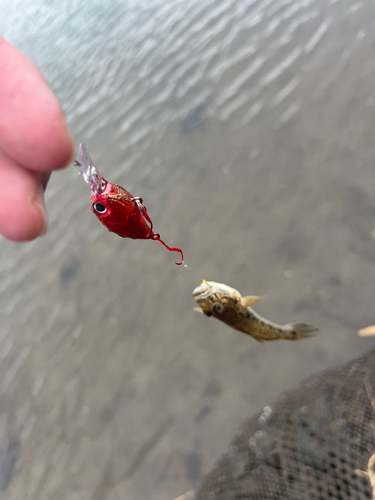 ハゼの釣果