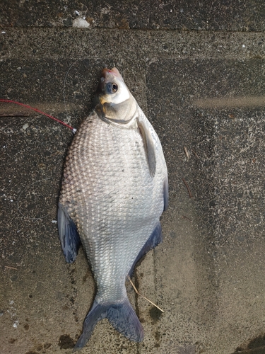 アメリカナマズの釣果