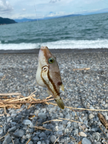 キタマクラの釣果