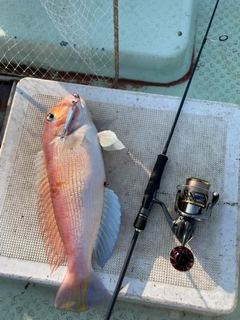 アマダイの釣果