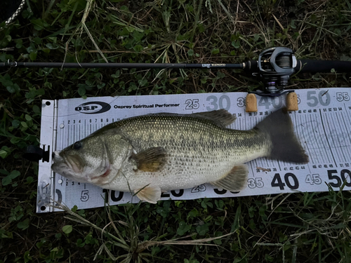 ブラックバスの釣果