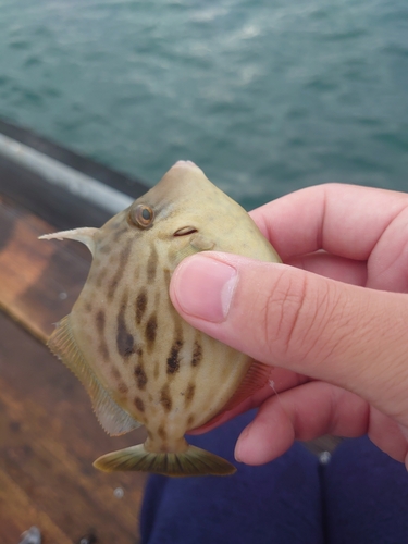 カワハギの釣果