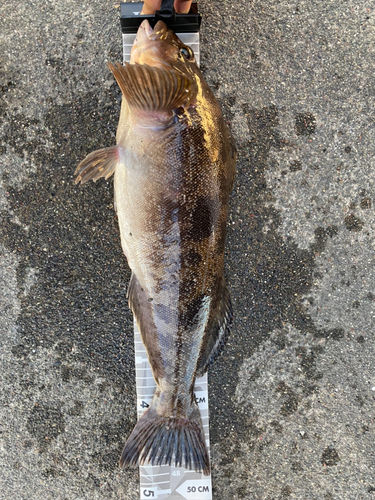 アイナメの釣果