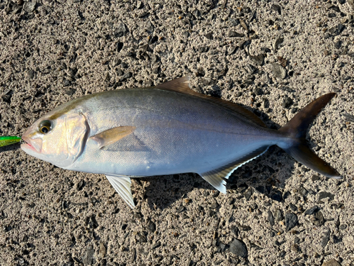 ネリゴの釣果