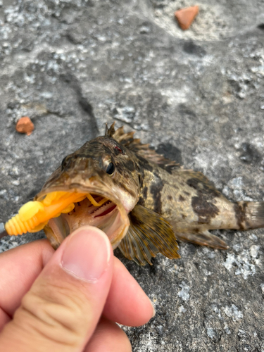 タケノコメバルの釣果