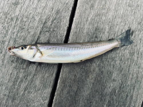 キスの釣果