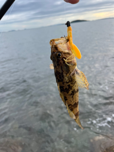 タケノコメバルの釣果