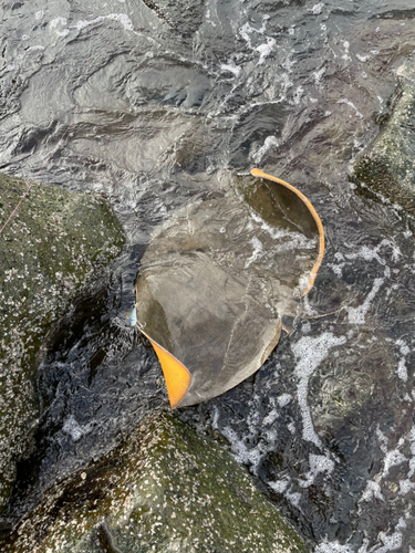 エイの釣果