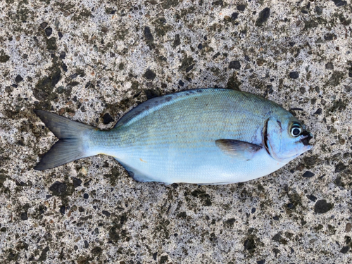 イスズミの釣果