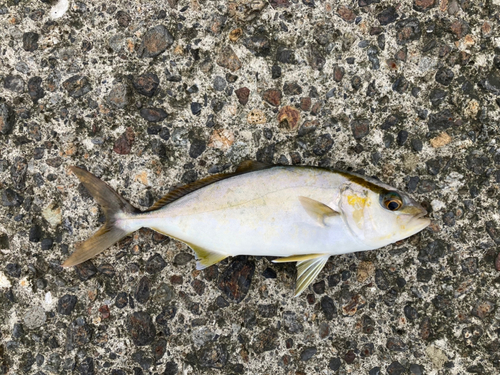 ショゴの釣果