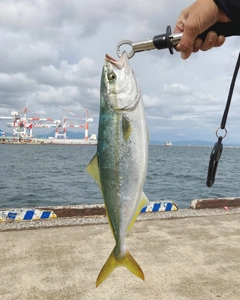 ヤズの釣果