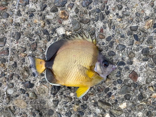 シラコダイの釣果