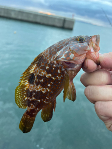 キジハタの釣果