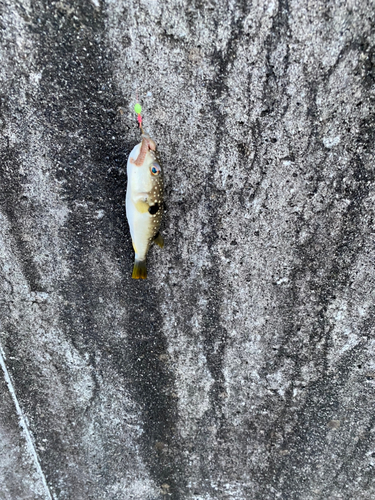 フグの釣果