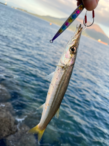 カマスの釣果