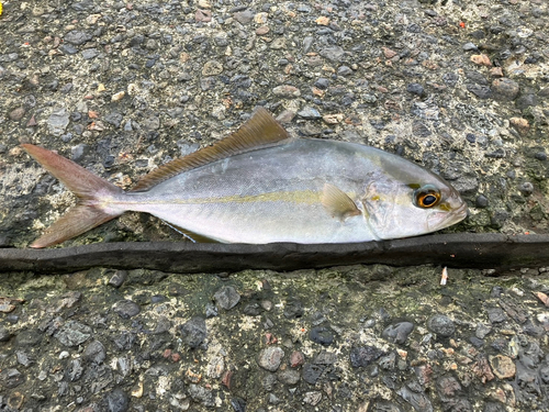 シマアジの釣果