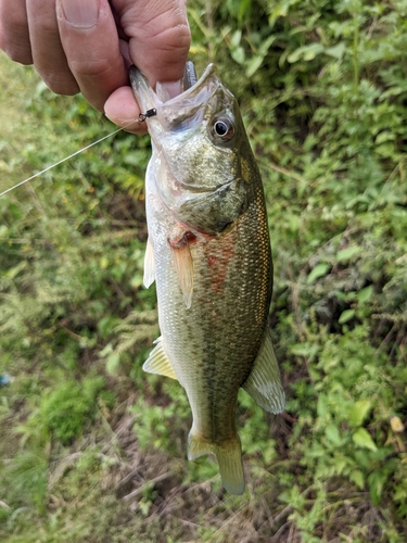 ラージマウスバスの釣果