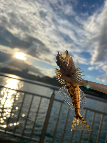 アナハゼの釣果