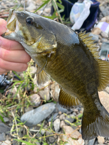 スモールマウスバスの釣果