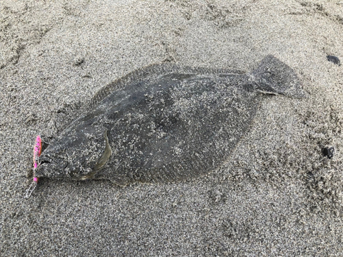 ヒラメの釣果