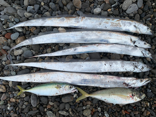 タチウオの釣果