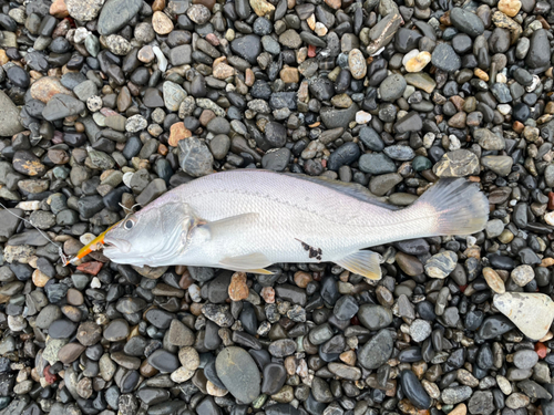 ニベの釣果