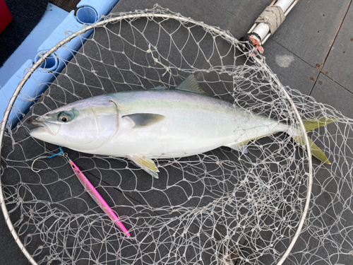 ワラサの釣果