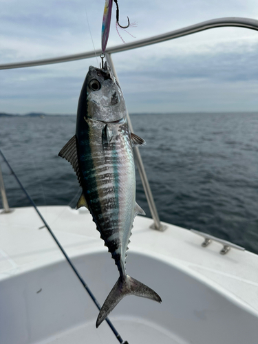 ソウダガツオの釣果