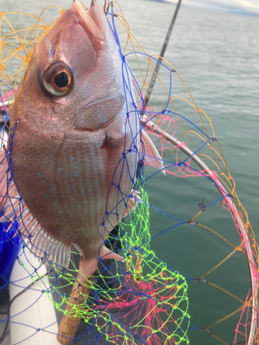 マダイの釣果