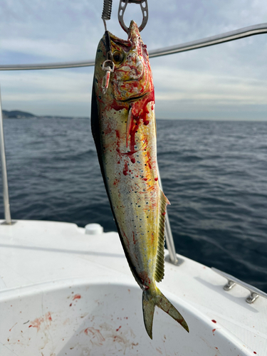 シイラの釣果