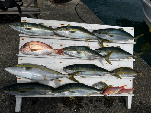 メジロの釣果