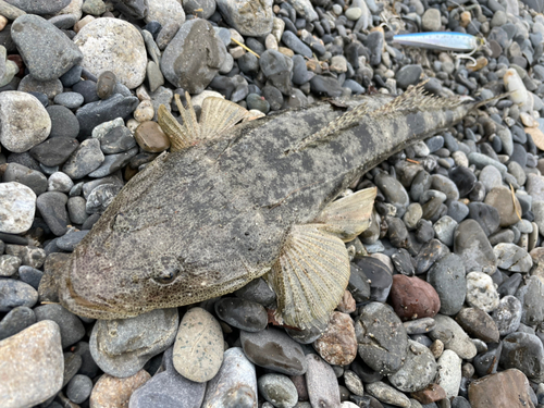 マゴチの釣果