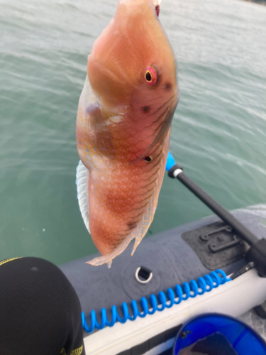 テンスの釣果