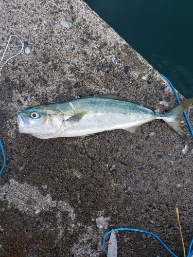 ヤズの釣果